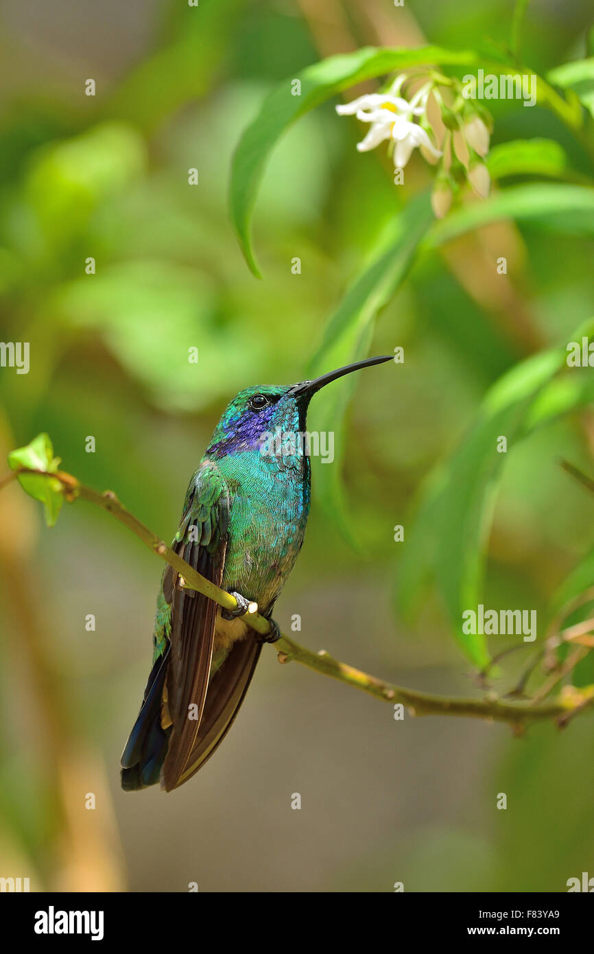Kolibri in Costa Rica Nebelwald Stockfoto