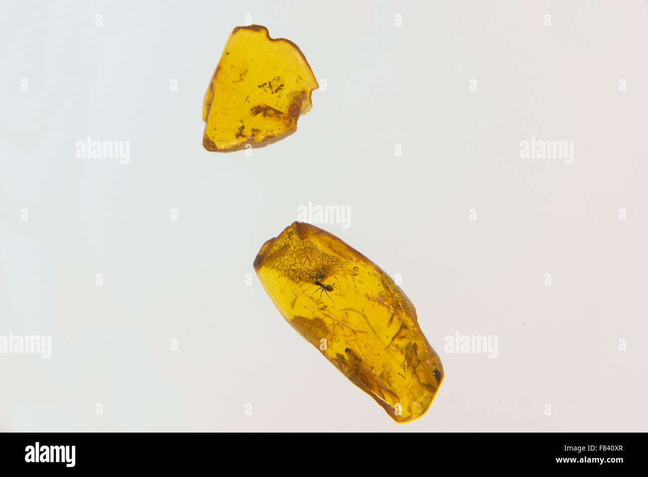 Bernstein Scheiben mit den alten Insekten, die in es versteift Stockfoto