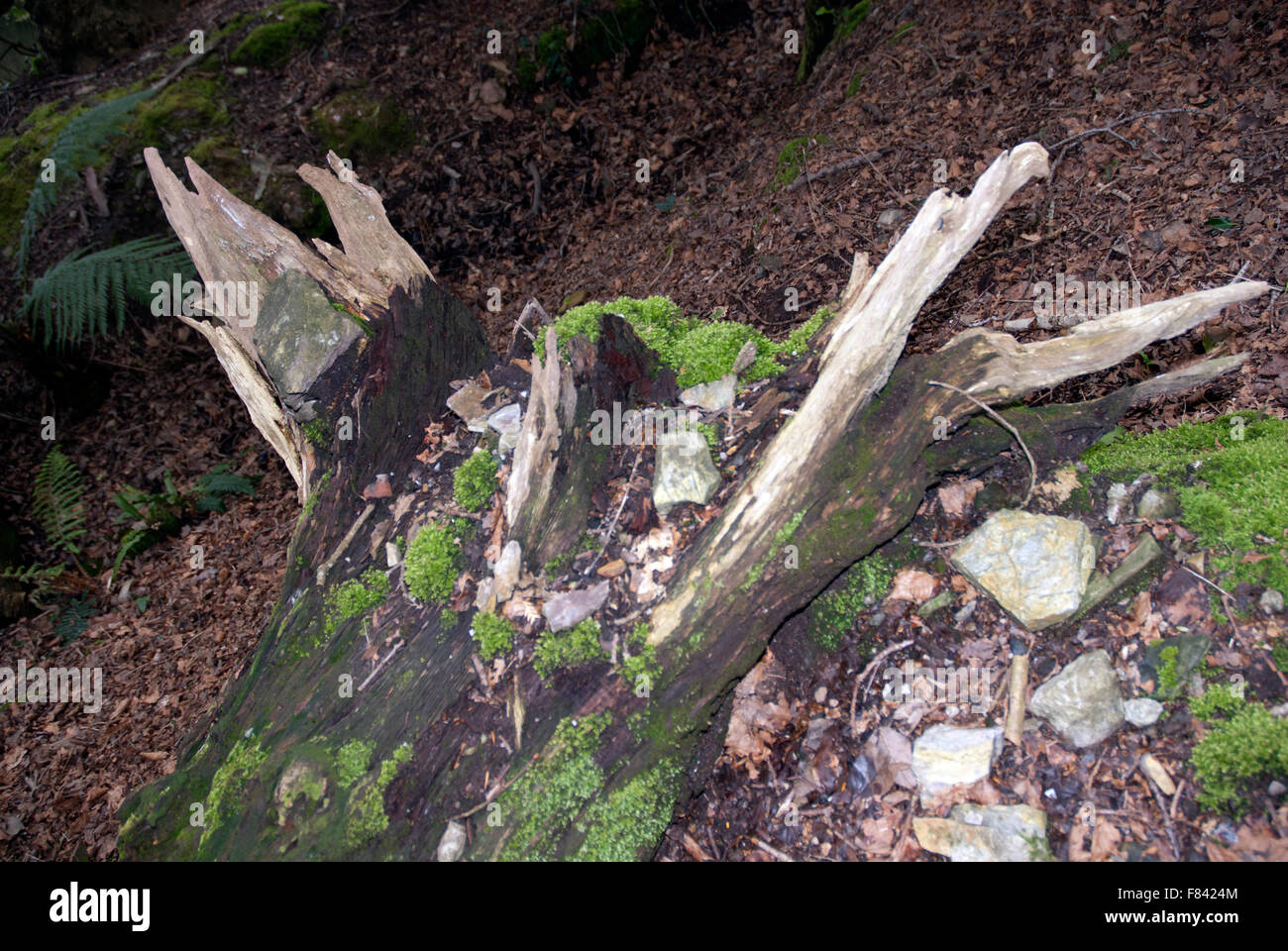 Totholz Fäulnis Baum-Stämme, Tremenheere Gärten West Cornwall, England Stockfoto