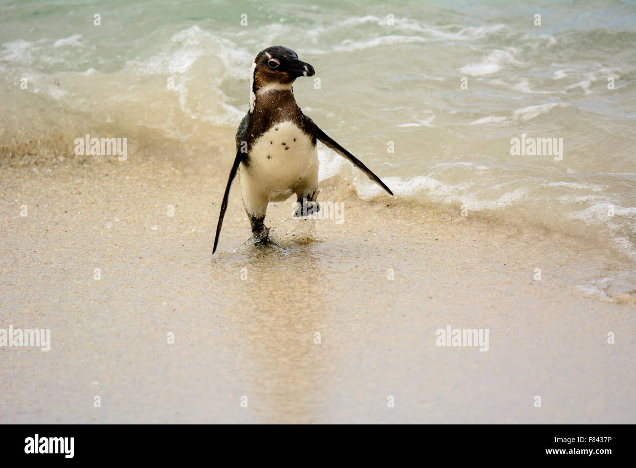 Afrikanischer Penguin posiert auf der Uferlinie Stockfoto
