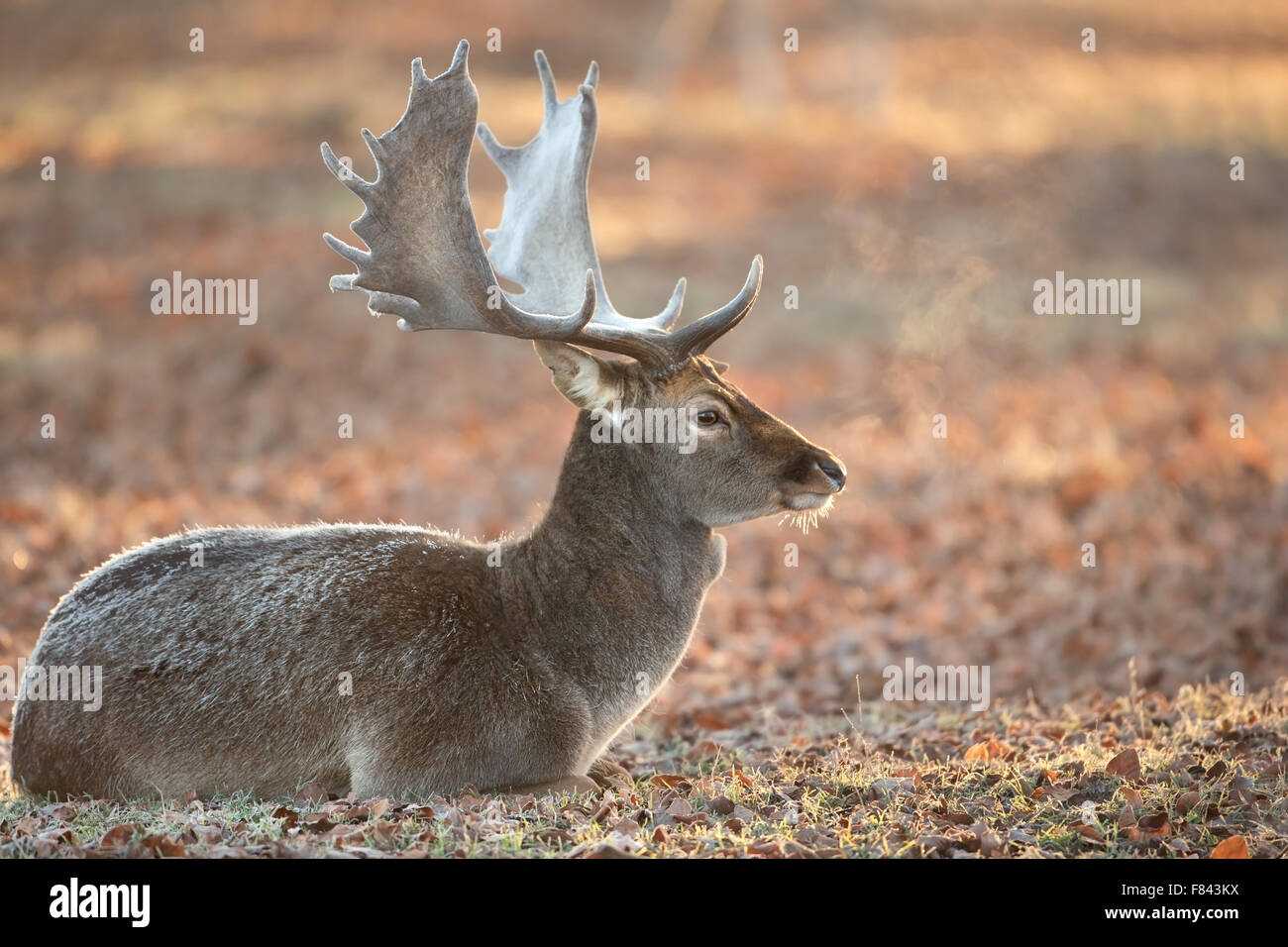 Damhirsch im Spätherbst Stockfoto