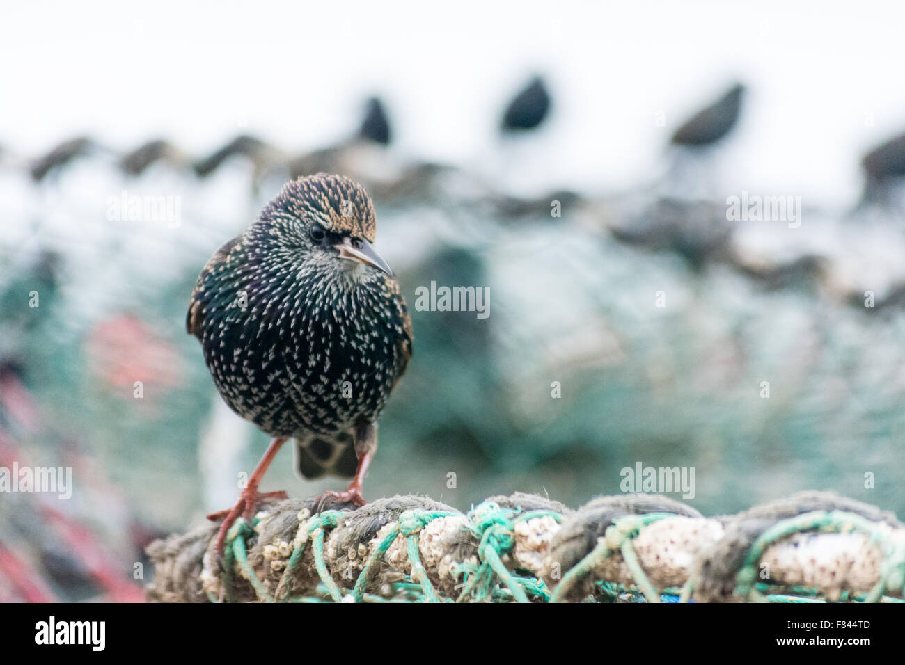 Starling thront auf einem Lobster Pot. Stockfoto