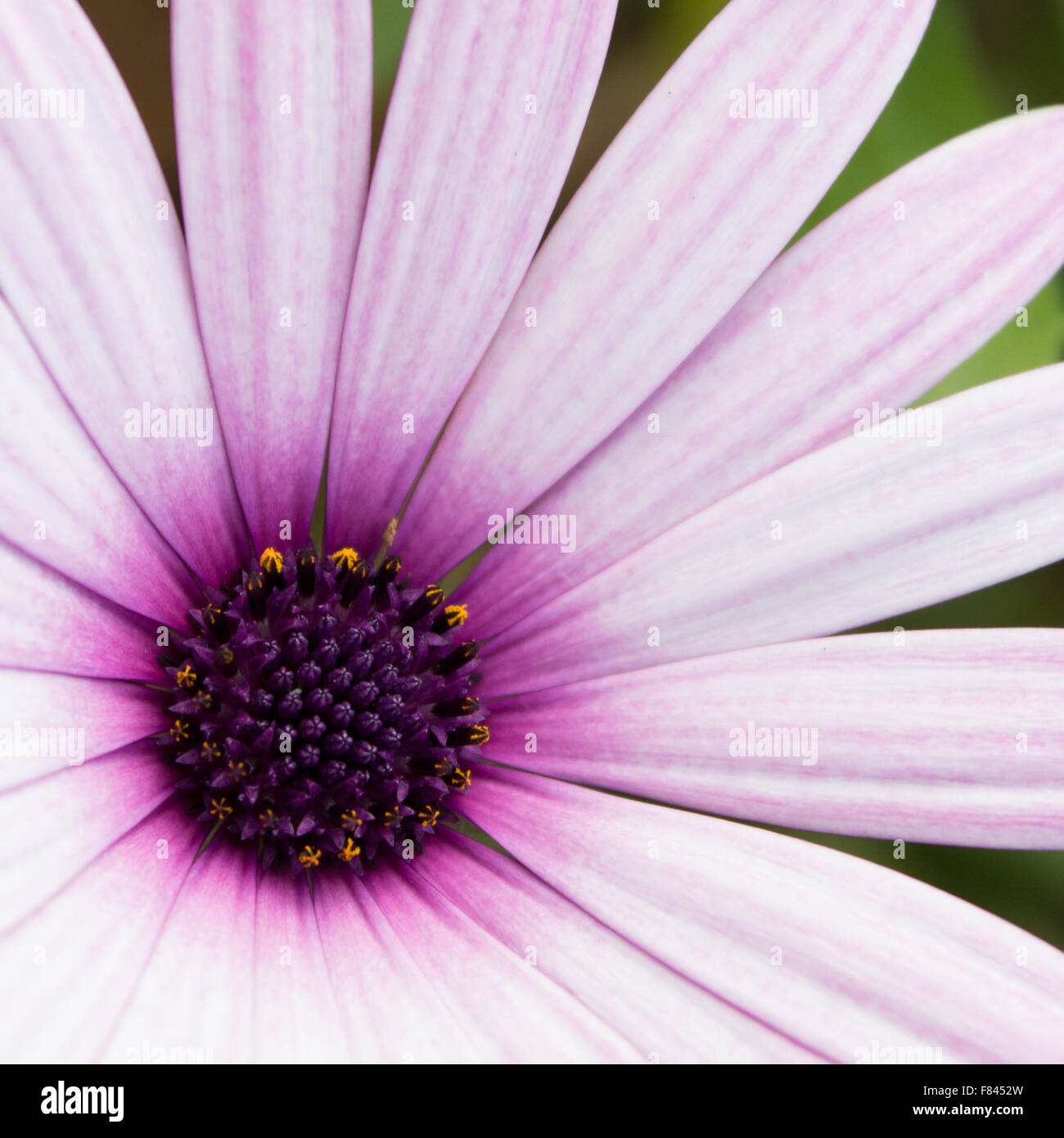 weiße Blume, lila Blüte - Blüte nah Stockfoto