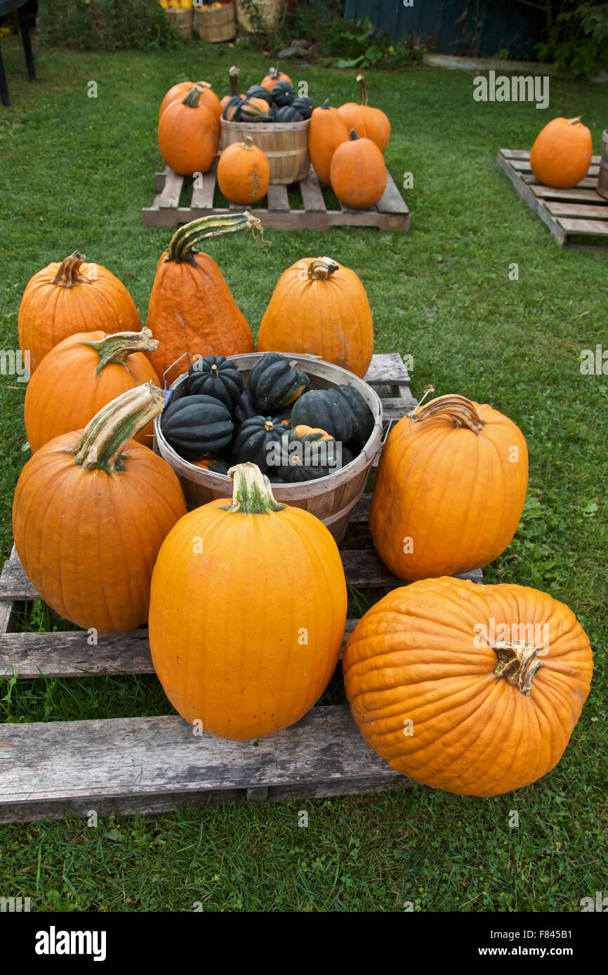 Orange Kürbis auf dem Display in der Herbstsaison, USA Stockfoto