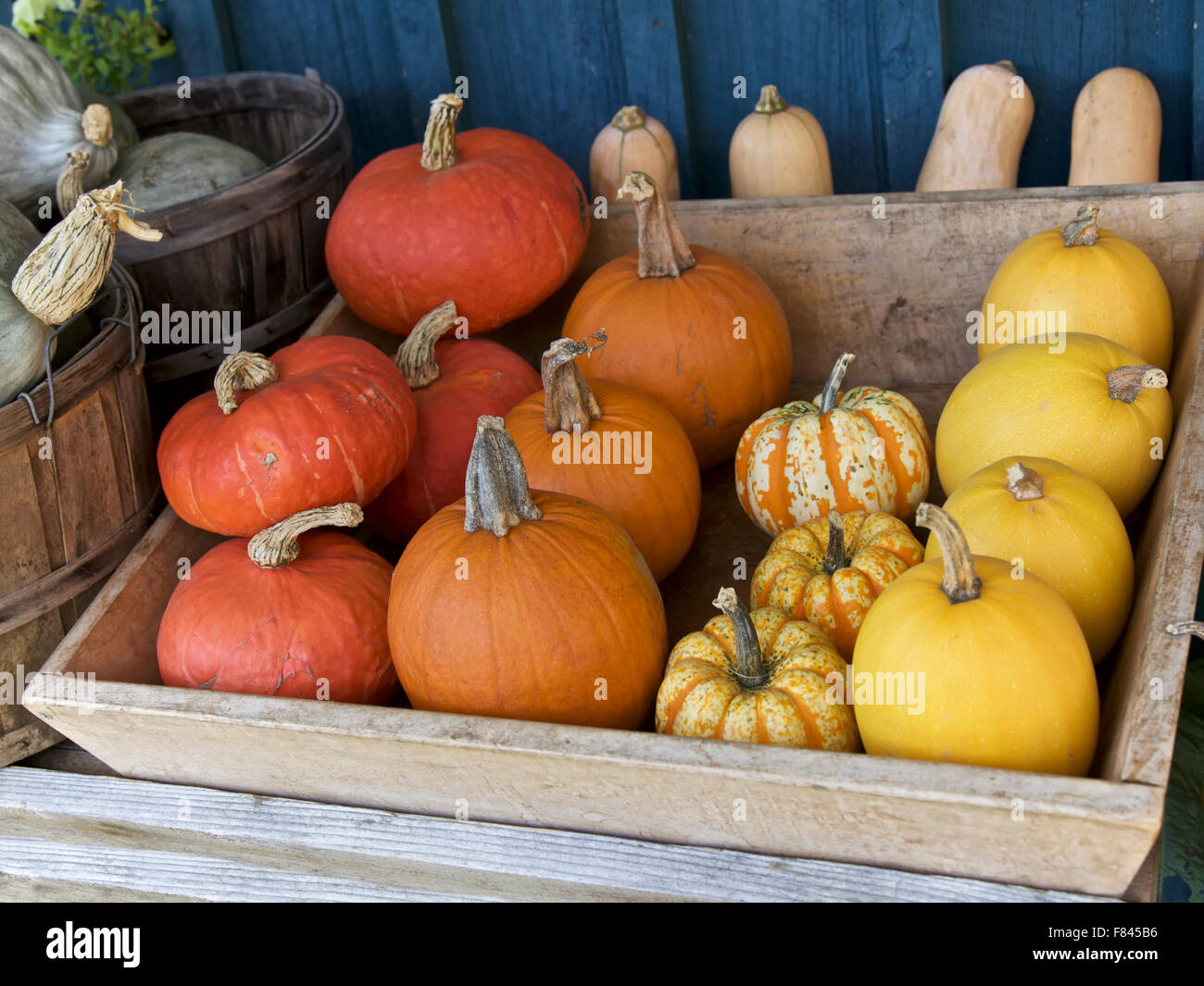 Orange Kürbis im Herbst bunten Kürbisse auf einem Markt Stockfoto
