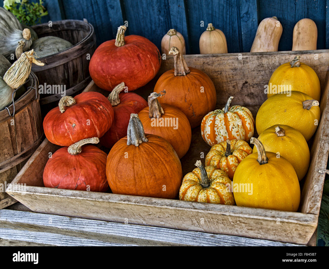 Orange Kürbis im Herbst bunten Kürbisse auf einem Markt Stockfoto
