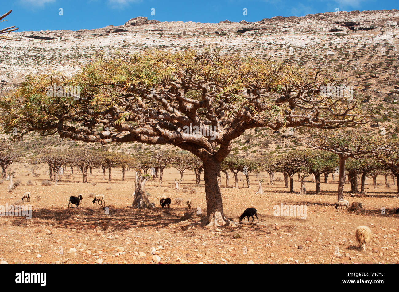 Ziegen unter einem Baum Drachenblut in Homhil Plateau, Sokotra, Jemen Stockfoto