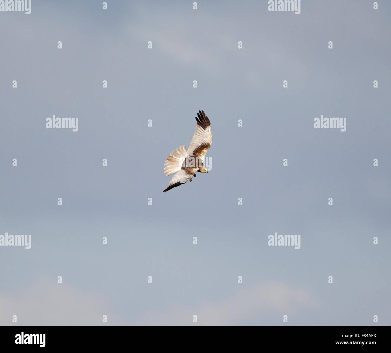 alte männliche Rohrweihe im Flug von oben gegen Himmel Stockfoto