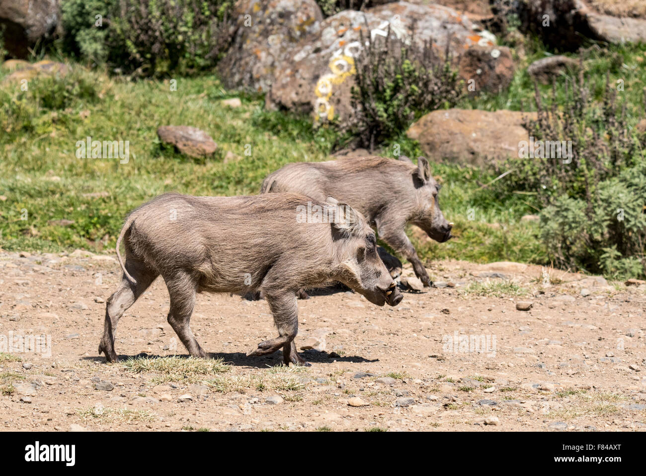 Zwei gemeinsame Warzenschweine Wandern in Äthiopien Stockfoto