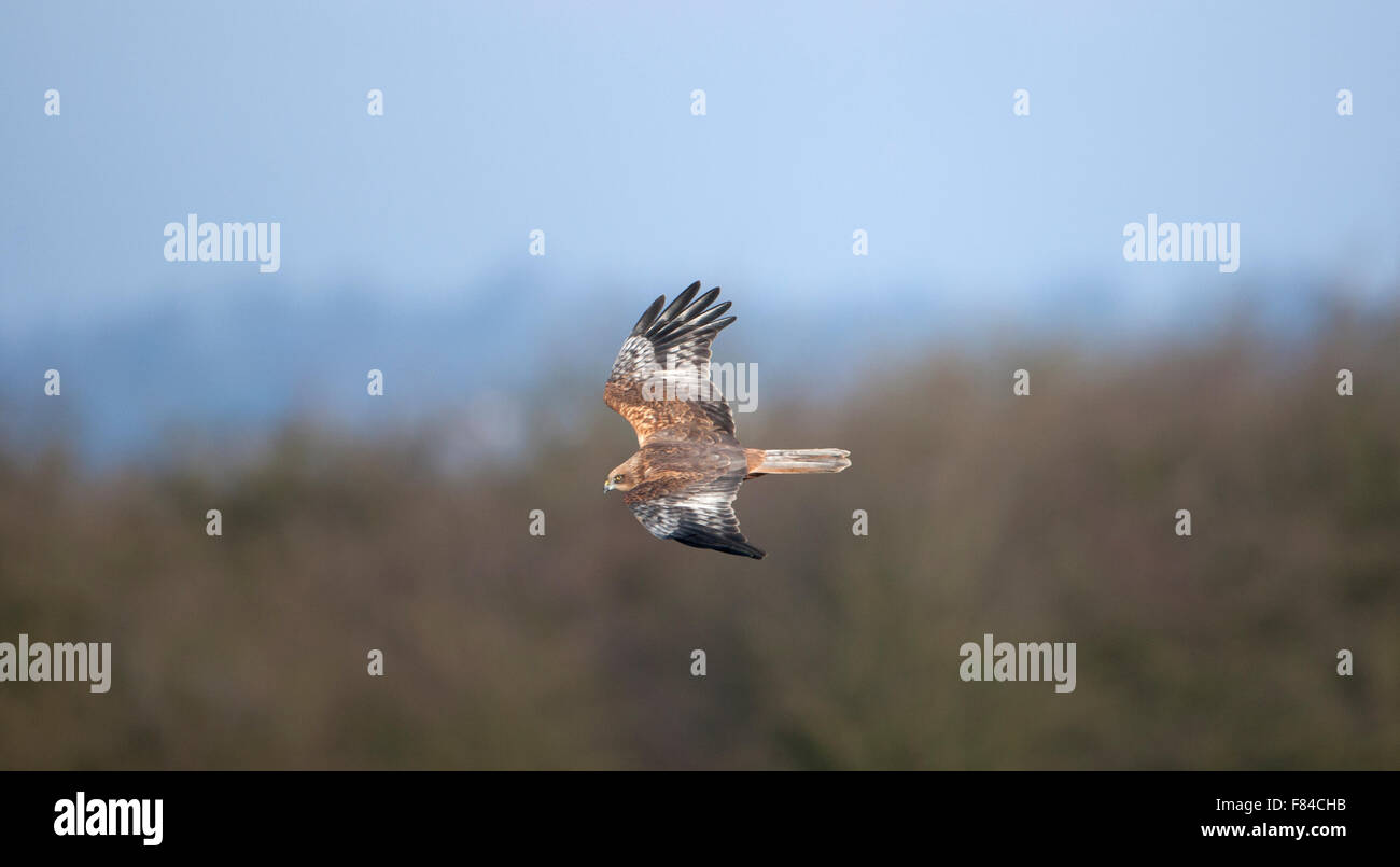Erwachsene männliche Rohrweihe im Flug von oben gegen Sträucher und Himmel Stockfoto