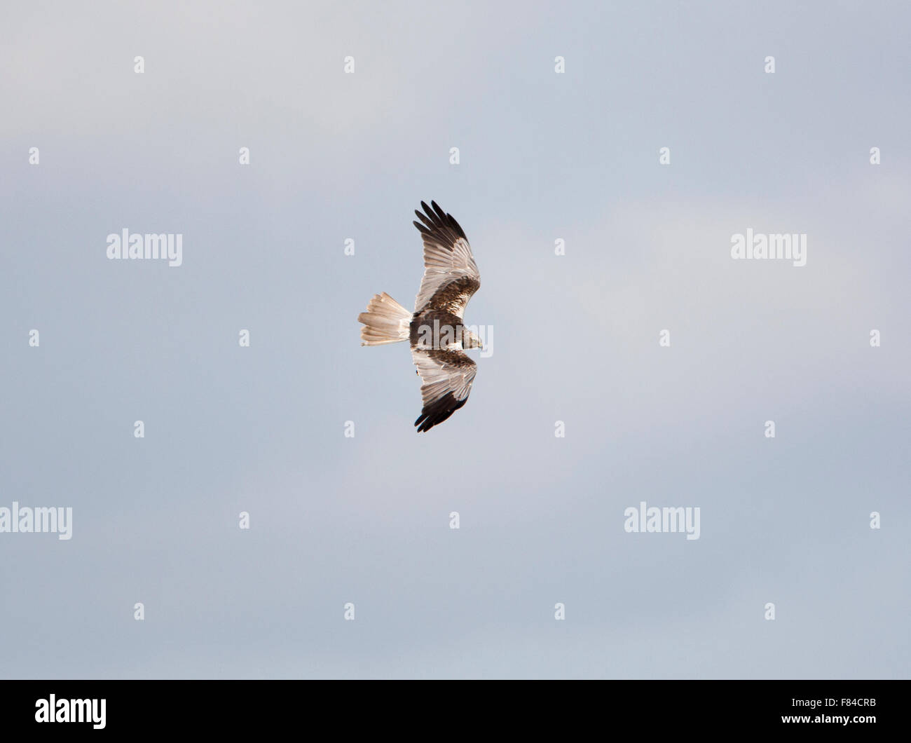 alte männliche Rohrweihe im Flug von oben mit Himmel als Hintergrund Stockfoto