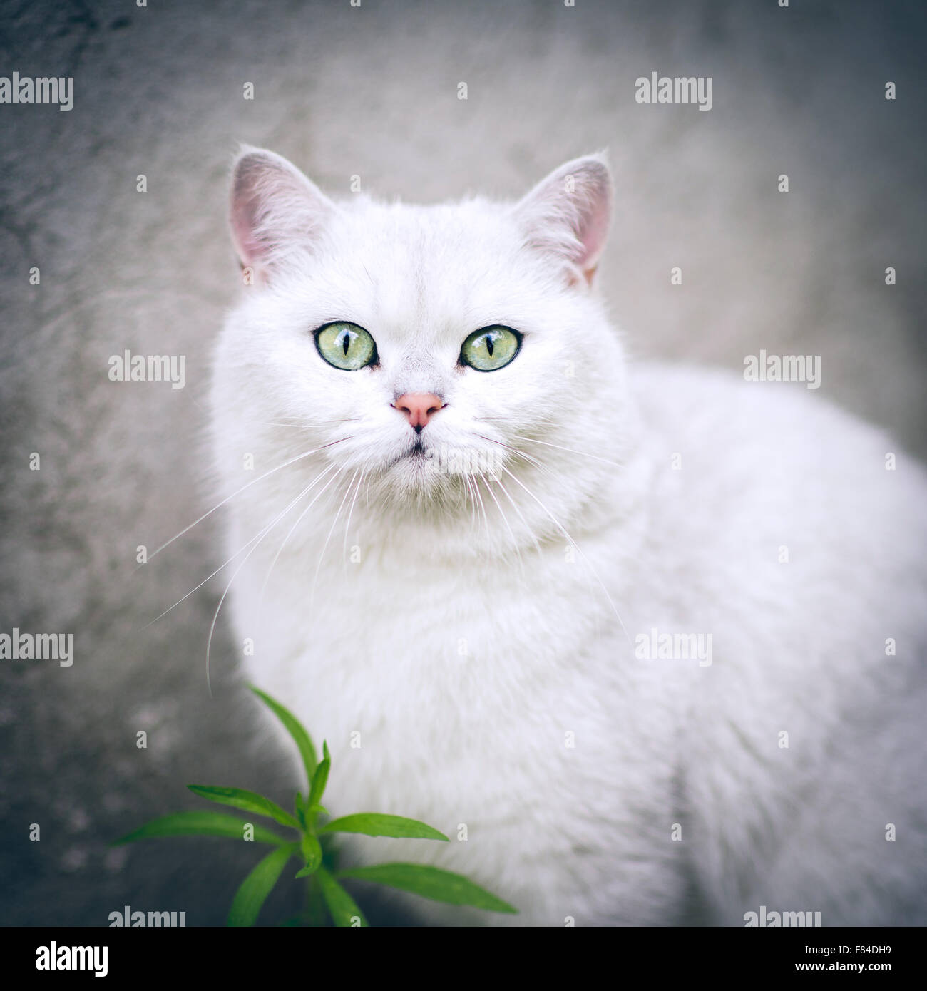 Weiss Silber Shaded Britisch Kurzhaarkatze Mit Grunen Augen Stockfotografie Alamy