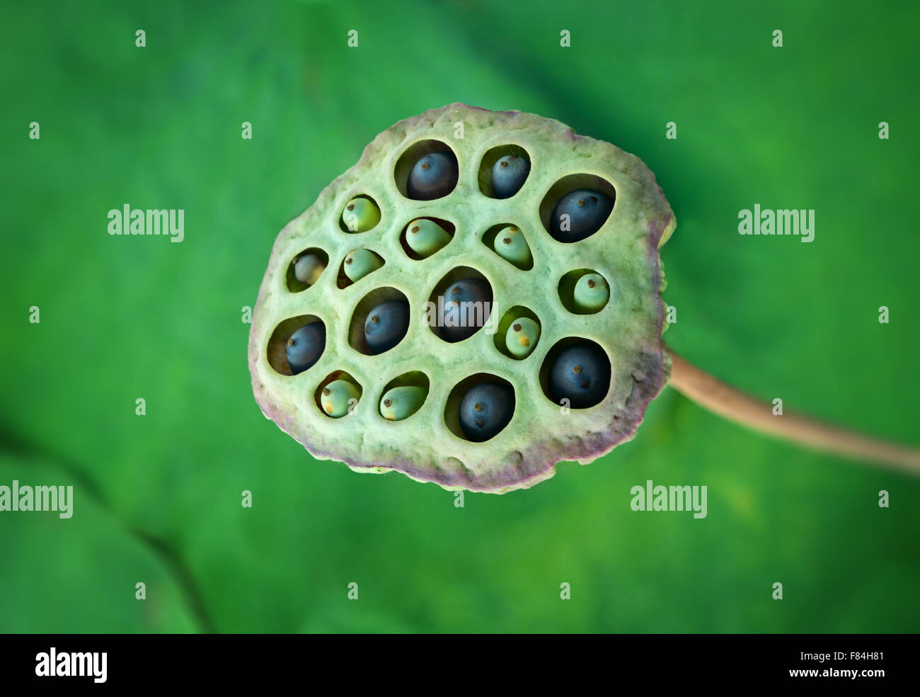 Nahaufnahme des schönen Lotus Samen in ihren grünen Pod. Stockfoto