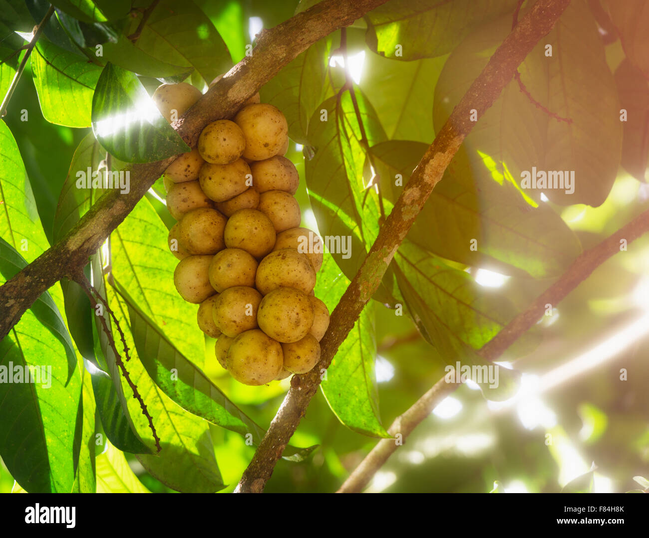 Longkong Früchte aus Thailand. Ein köstlich süß schmeckende Früchte von einem Ast hängen. Stockfoto