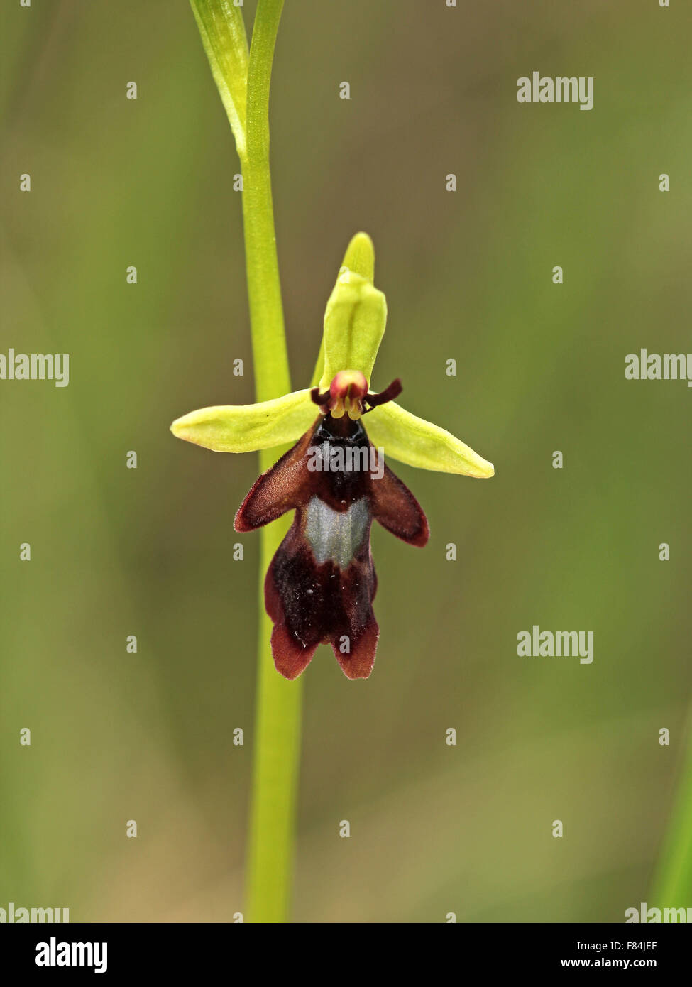 Blume der Fliege Orchidee (Ophrys Insectifera) wächst in Carbonat Frühling Moor in Estland Stockfoto