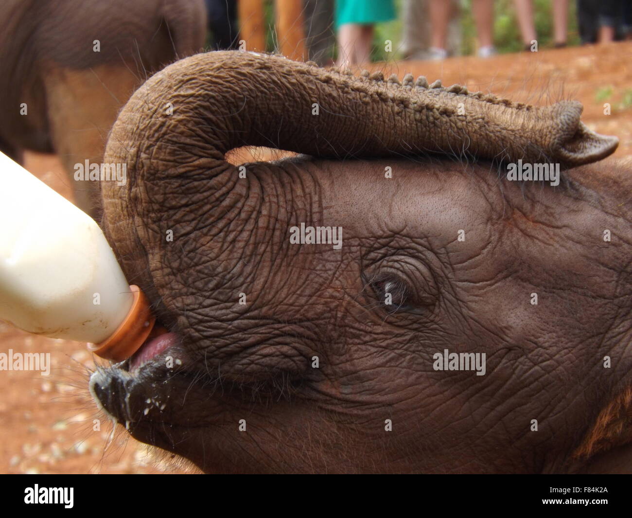 Ein Elefantenbaby gefüttert Milch aus der Flasche ein Elefant Sanctuary in Kenia Stockfoto