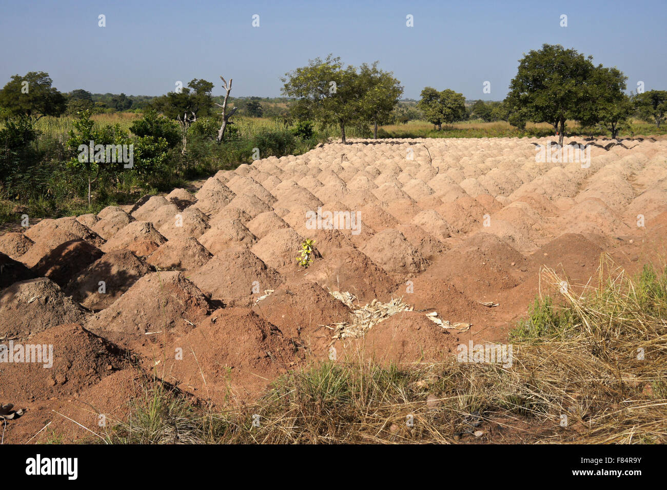Dämmen für den Anbau von Yams, Norden Benins Stockfoto