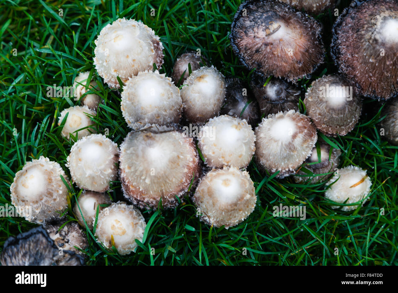 Shaggy mane Pilze wachsen in einem gepflegten Rasen Stockfoto