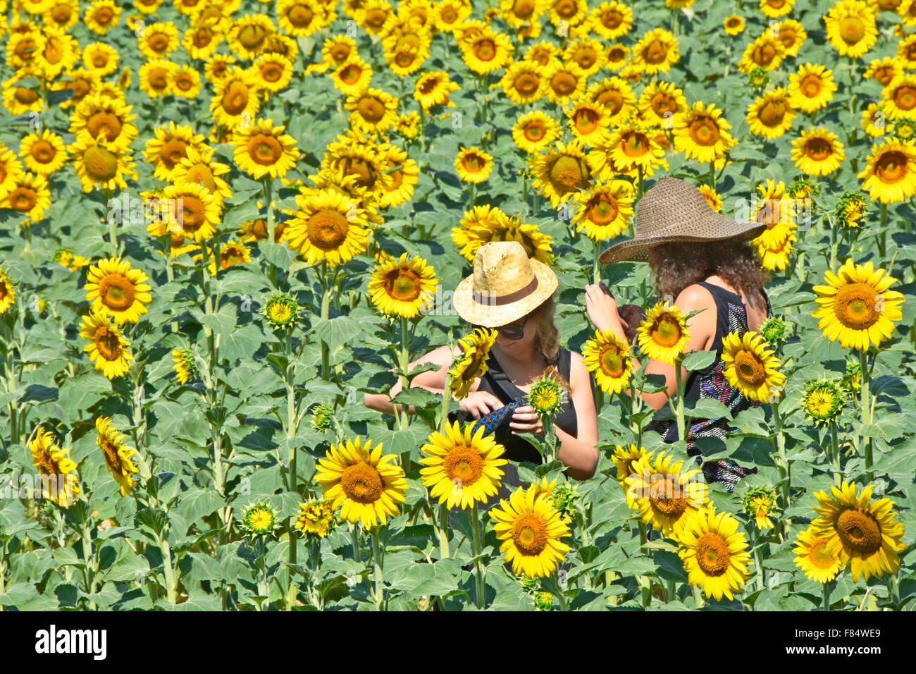 Provence Sonnenblumen Ernte Frauen Hüte im Bereich am Rande der französischen Dorf von Lourmarin in der Luberon Gegend Frankreichs stehen Stockfoto