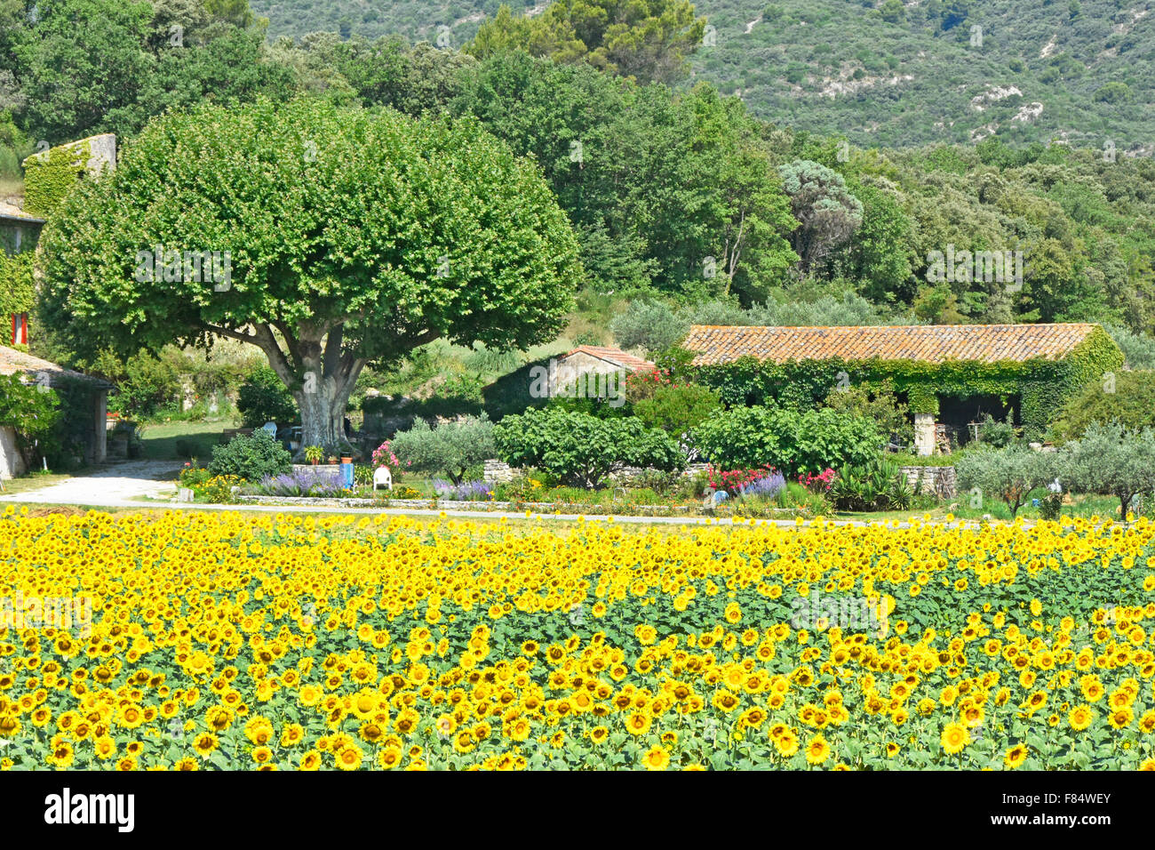 Sonnenblumen Lourmarin Provence Haus und Garten neben Sonnenblume Ernte wächst im Feld im Dorf im Luberon Region Provence-Alpes-Côte d ' Azur, Frankreich Stockfoto
