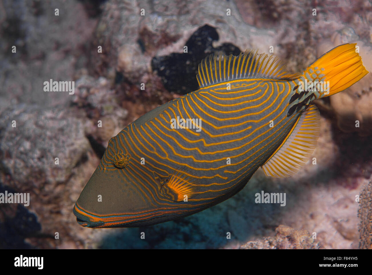 Orange gesäumten Drückerfisch Balistapus Undulatus, Balistidae, Sharm el Sheihk-, Rotes Meer, Ägypten Stockfoto