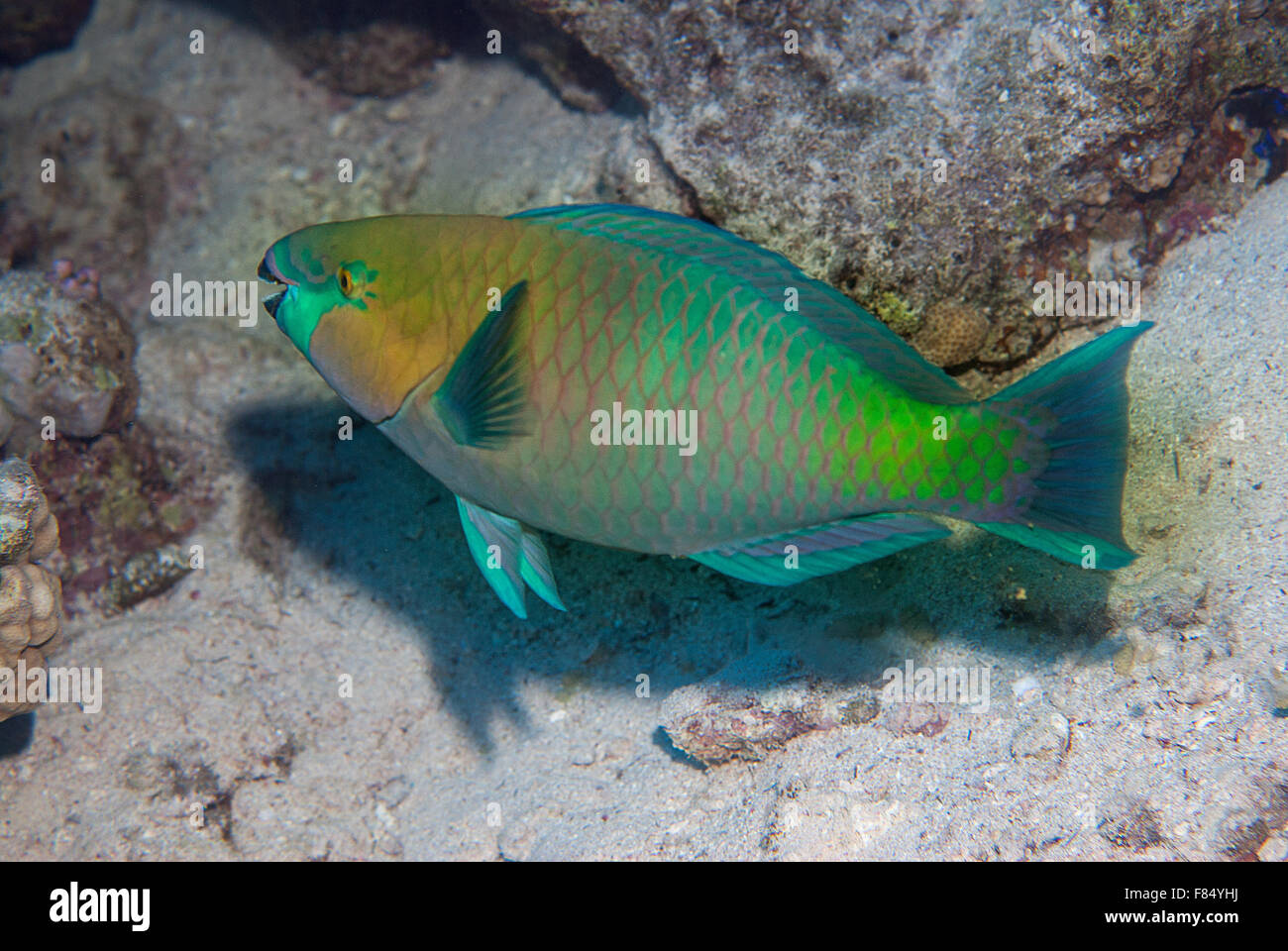 Rostige Papageienfisch Scarus Ferrugineus, Scaridae, Sharm el Sheihk-, Rotes Meer, Ägypten Stockfoto