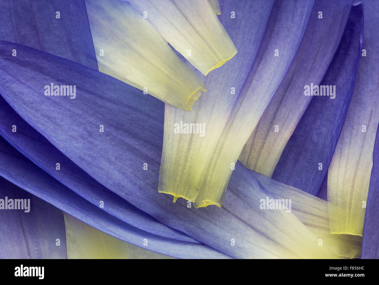 Natur-Hintergrund der blaue Lotusblume Blüte Stockfoto
