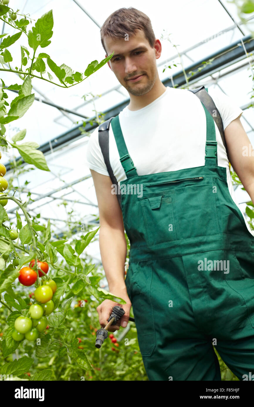 Landwirt Düngung von Tomaten mit Rucksack Sprayer im Gewächshaus Stockfoto