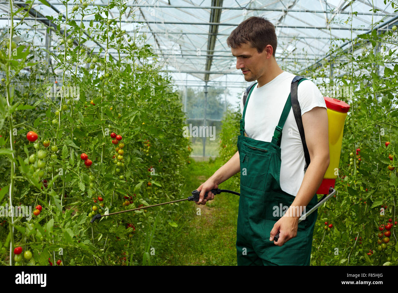 Bio-Landwirt Düngung Tomatenpflanzen mit Rucksack-Sprühgerät Stockfoto