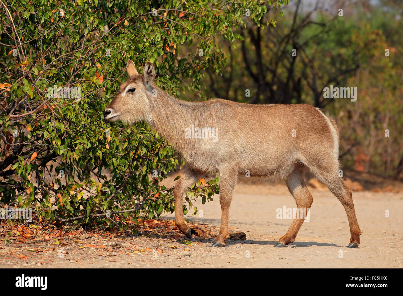 Antilope weiblicher Wasserbock (Kobus Ellipsiprymnus), Krüger Nationalpark, Südafrika Stockfoto