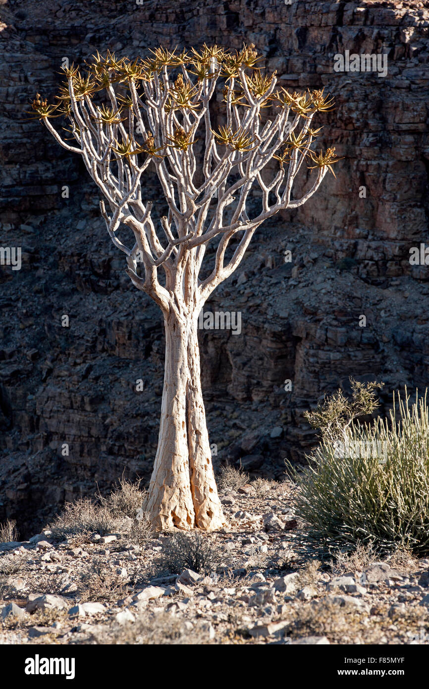 Köcher (Aloe Dichotoma) Baum am Fish River Canyon - in der Nähe von Fish River Lodge - Karas Region, Namibia, Afrika Stockfoto