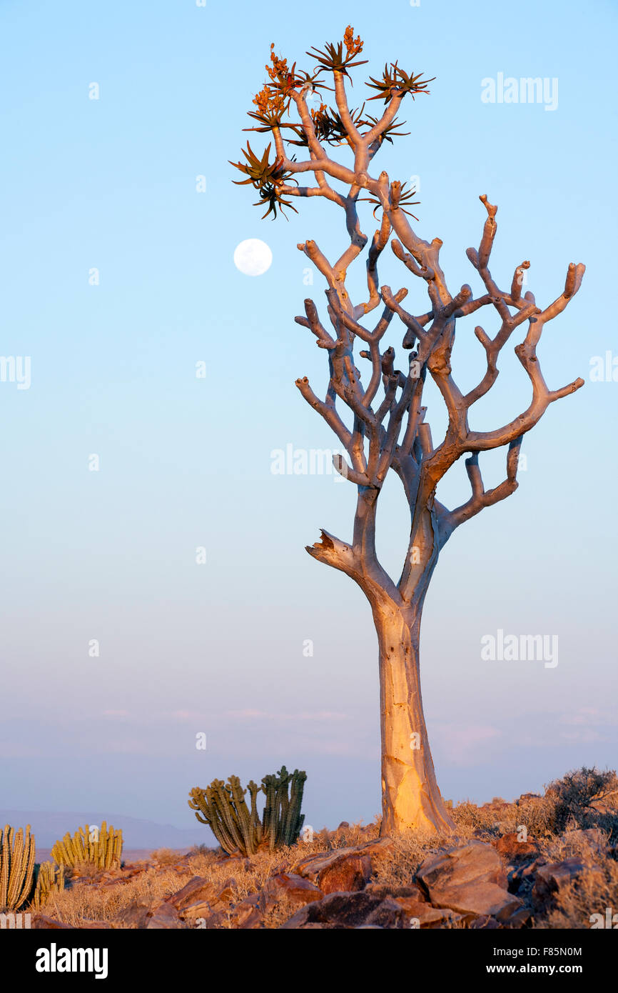 Köcher Baum (Aloe Dichotoma) und Mondaufgang am Fish River Canyon - in der Nähe von Fish River Lodge - Karas Region, Namibia, Afrika Stockfoto