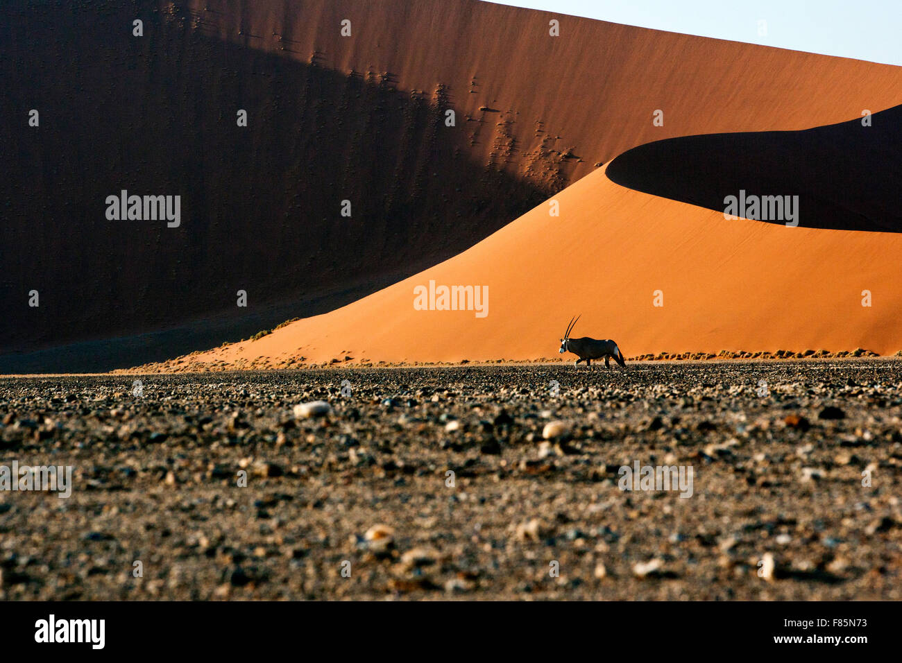 Oryx (Oryx Gazella) in den Dünen am Sossusvlei-Nationalpark - Namib-Naukluft-Nationalpark, Namibia, Afrika Stockfoto
