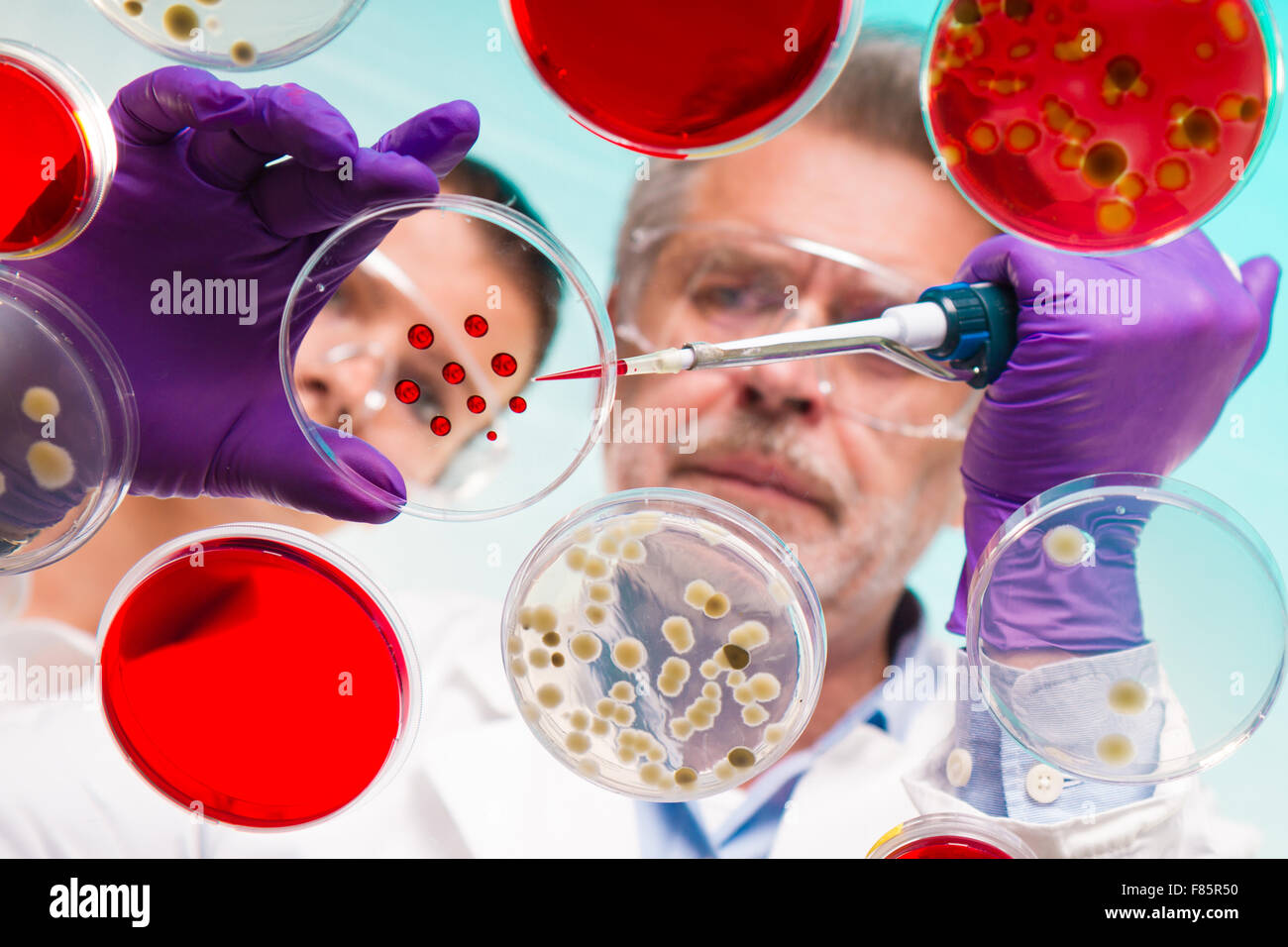 Senior Life-Science-Forscher Pfropfung Bakterien. Stockfoto