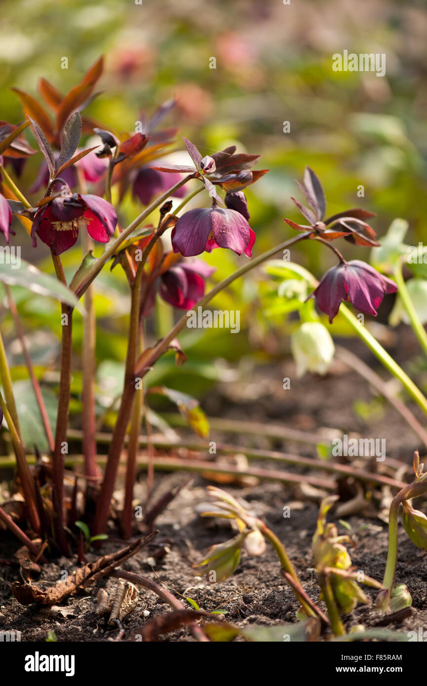 Helleborus makro Fotos und Bildmaterial in hoher Auflösung Seite 6