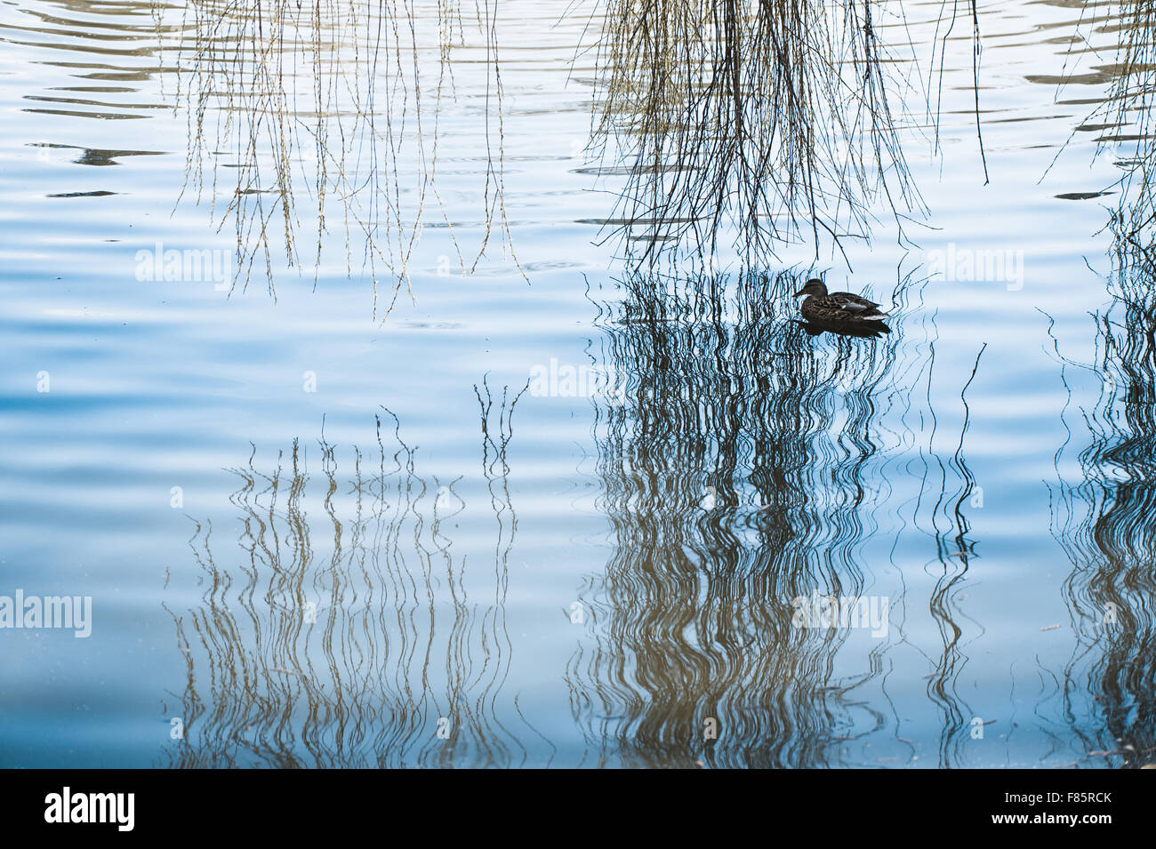 Ente unter Weide Droop Zweige, einziger Vogel schwimmt auf Wasserreflexionen, blauer Ton melancholische Natur Detail... Stockfoto
