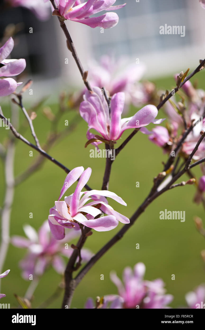 Rosa Magnolie Ausblühungen Detail, Magnoliaceae Familie blühende Pflanzen Makro wachsen im frühen Frühling in Polen... Stockfoto