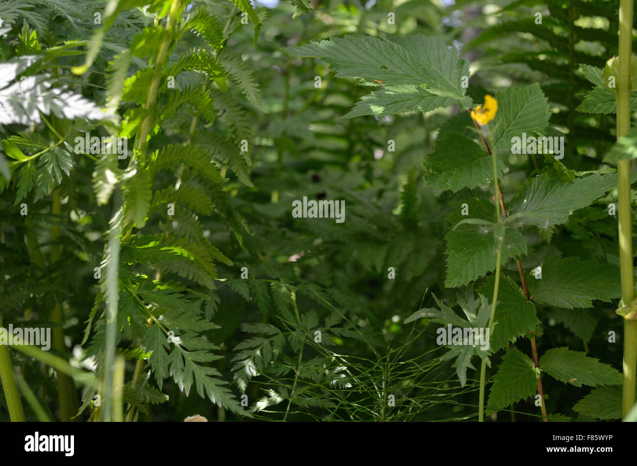 grüne Pflanzen im Sommer Stockfoto