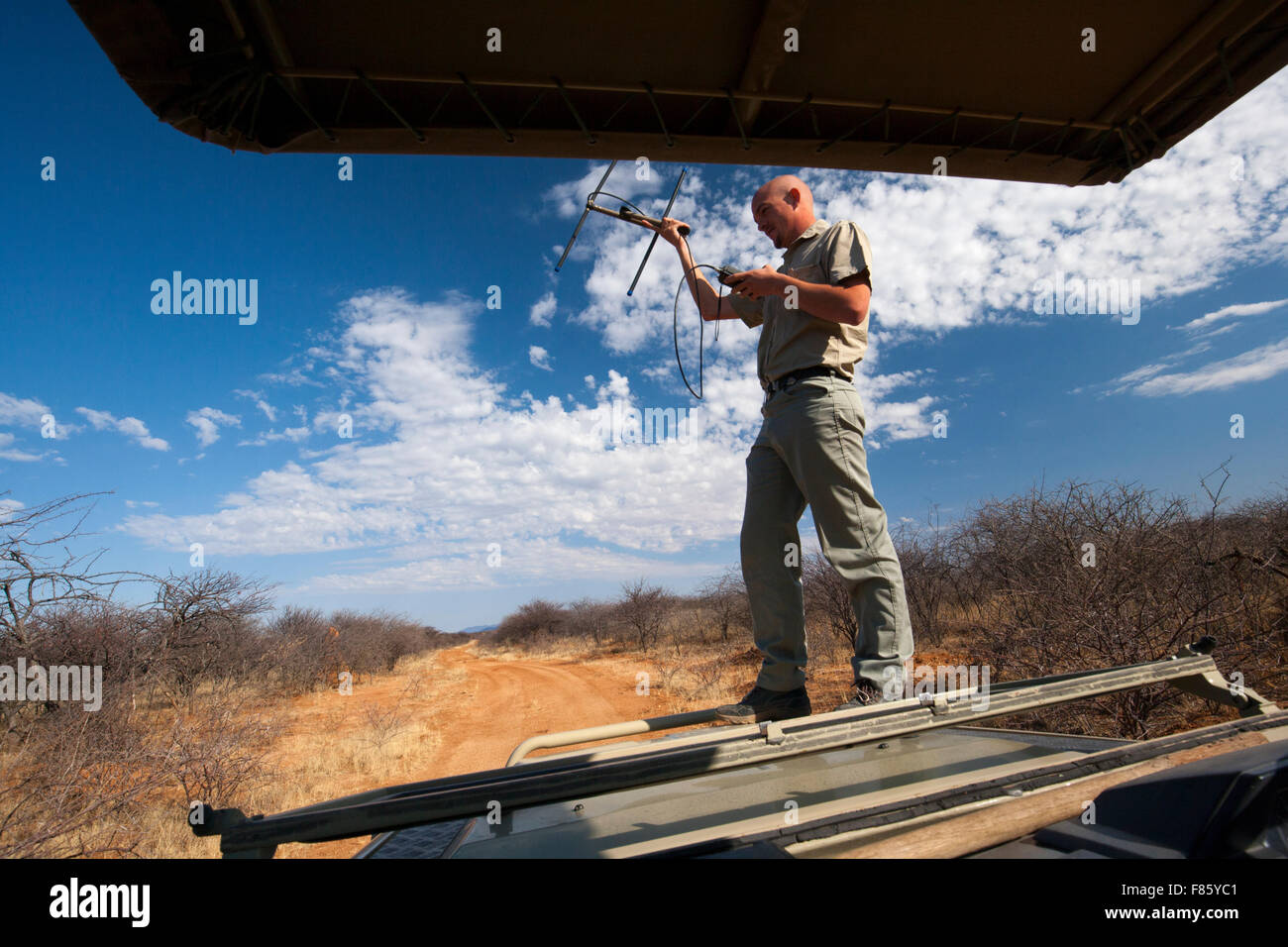 Mit Radiotelemetrie, Tierwelt im Naturschutzgebiet Okonjima, Namibia, Afrika zu verfolgen Stockfoto