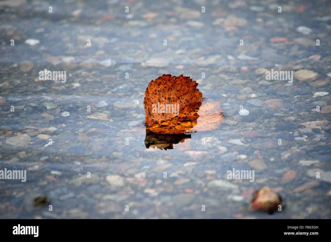 schöne Herbst Birkenblatt stecken im kalten Fluss aktuelle Makro-Foto Stockfoto