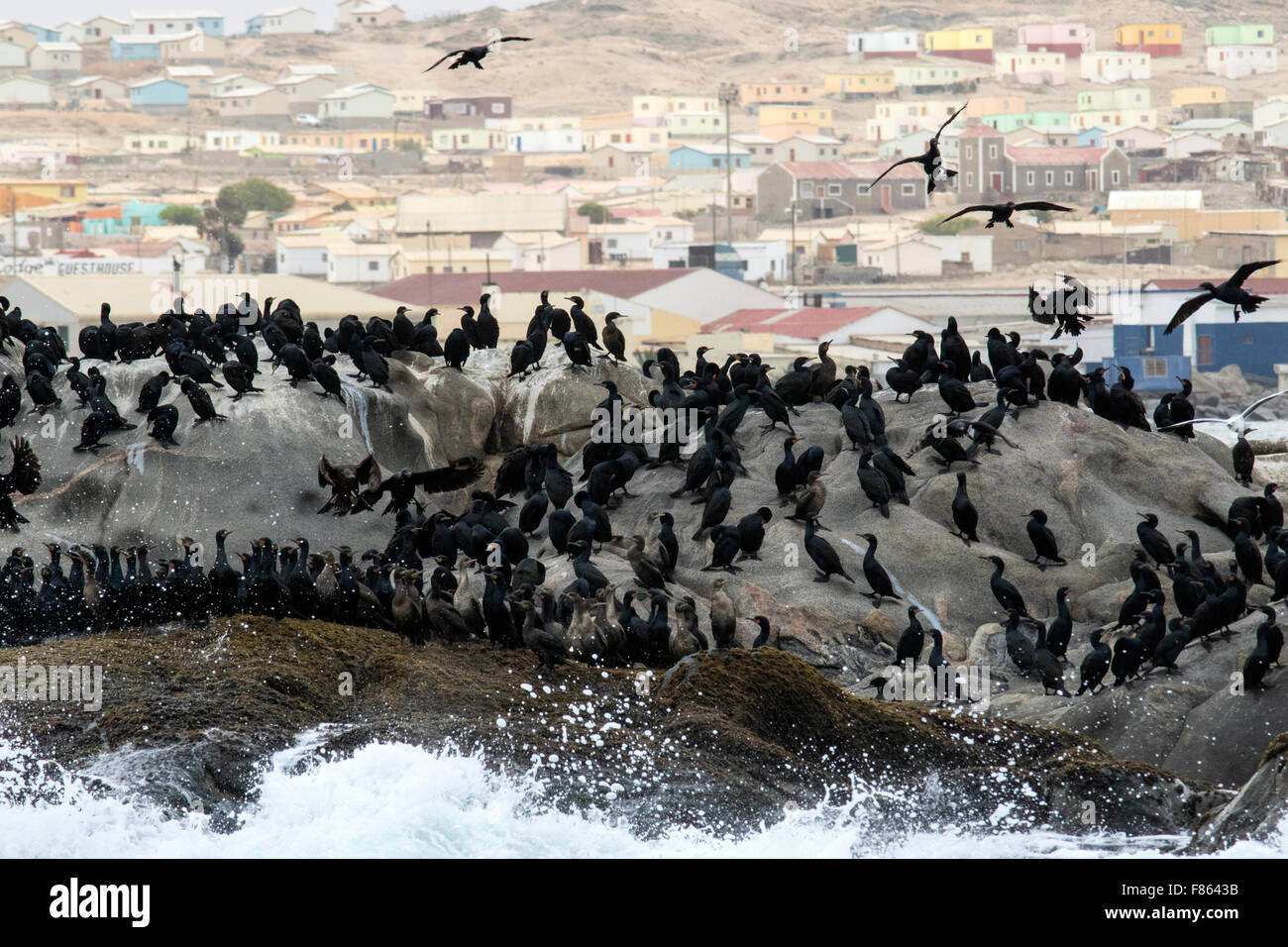 Cape Kormoran - Lüderitz, Namibia, Afrika Stockfoto