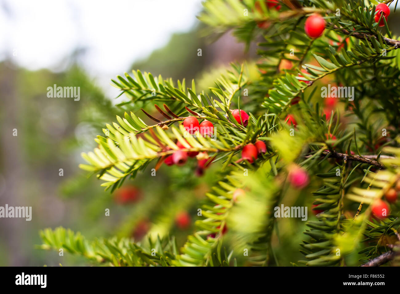 Zweige von Nadelbäumen Stockfoto