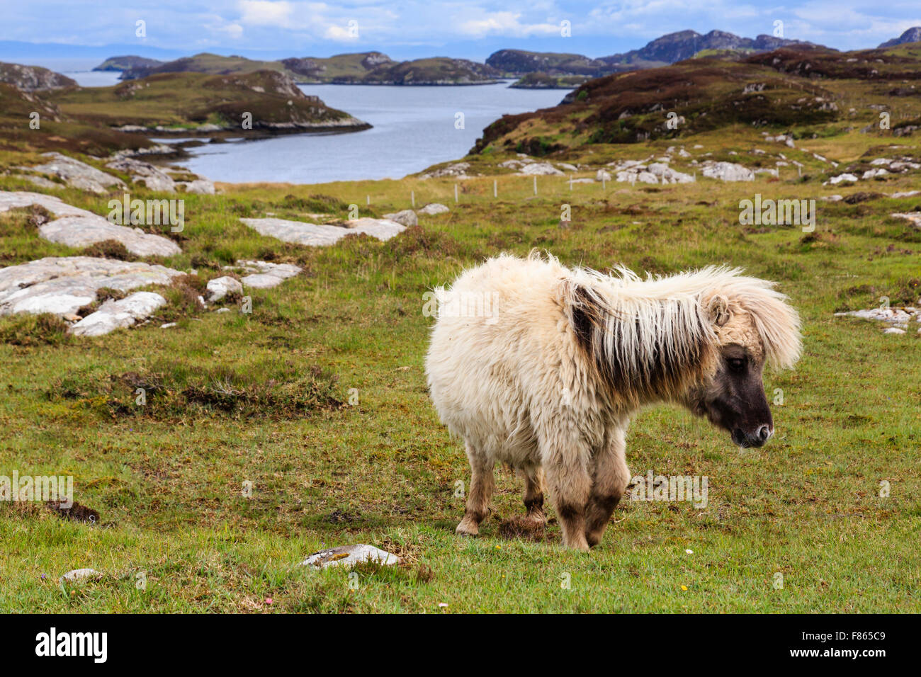 Wildes Pony mit ein struppiges Fell auf küstennahen Grünland. Loch Sgioport South Uist äußeren Hebriden Western Isles Schottland UK Großbritannien Stockfoto