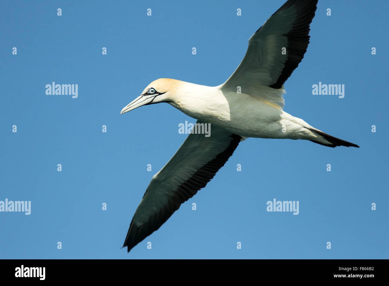 Cape Gannet (Morus Capensis) - Lüderitz, Namibia, Afrika Stockfoto