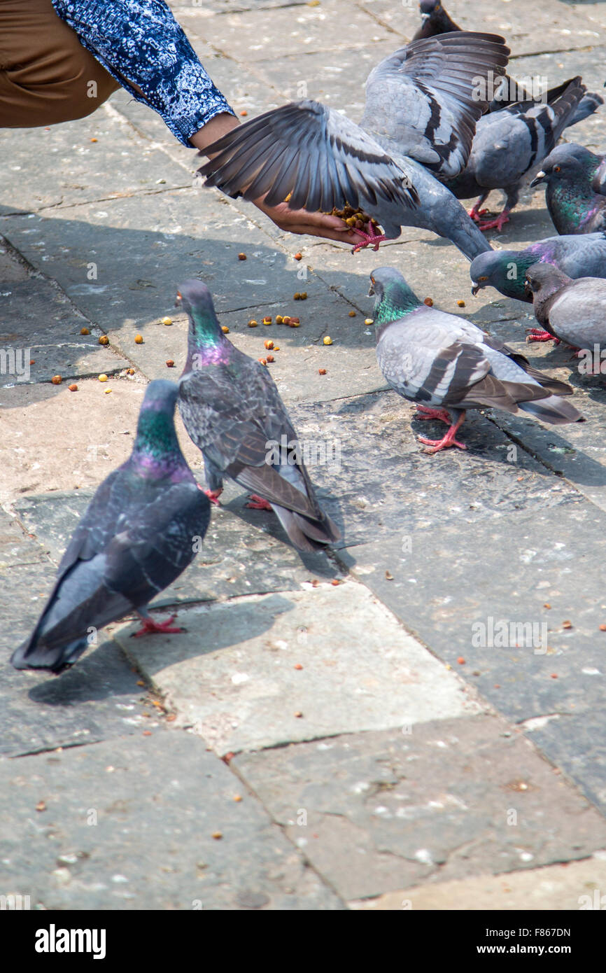 Tauben auf der Straße in Mumbai, Indien Stockfoto