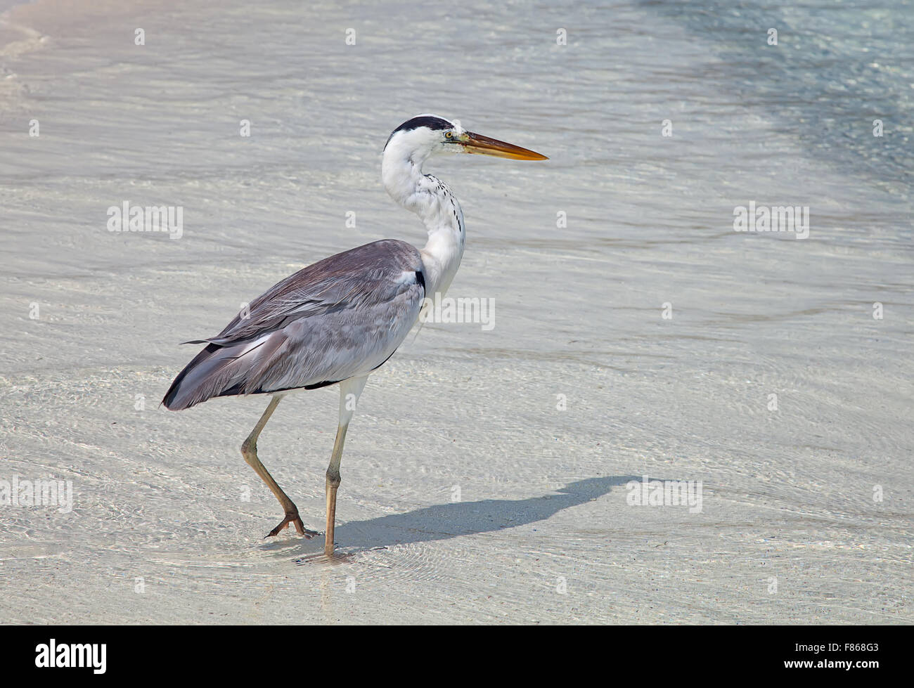 Graureiher Angeln bei Sonnenuntergang am Strand Stockfoto