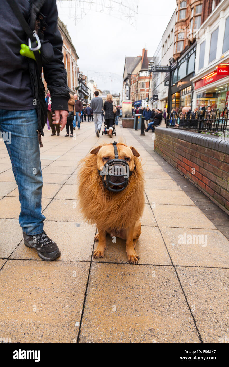 Gekleidet wie ein Löwe auf den Straßen von Lincoln City Lincolnshire UK England 12.06.2015 Hund Hund einen Maulkorb tragen und Mähne weht der Wind Fang Maulkorb böse böse Hunde Haustier Hund Stockfoto