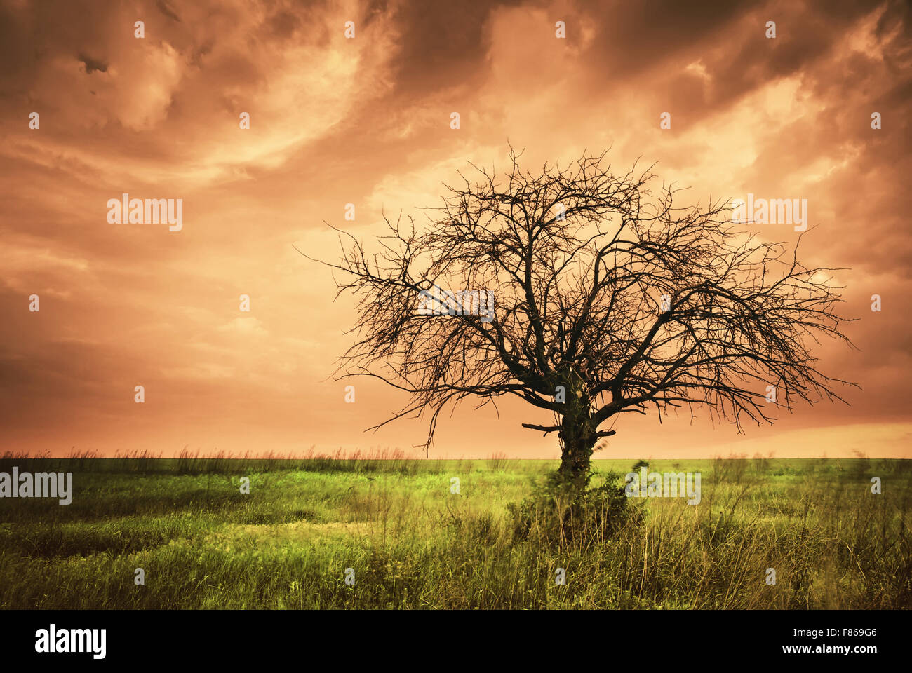 Einsamen toten Baum. Kunst-Natur. Infrarot-Stil. Stockfoto