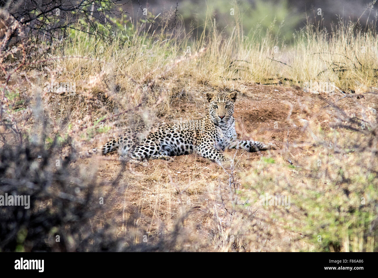 Leopard (Panthera Pardus) - Okonjima Nature Reserve, Namibia, Afrika Stockfoto