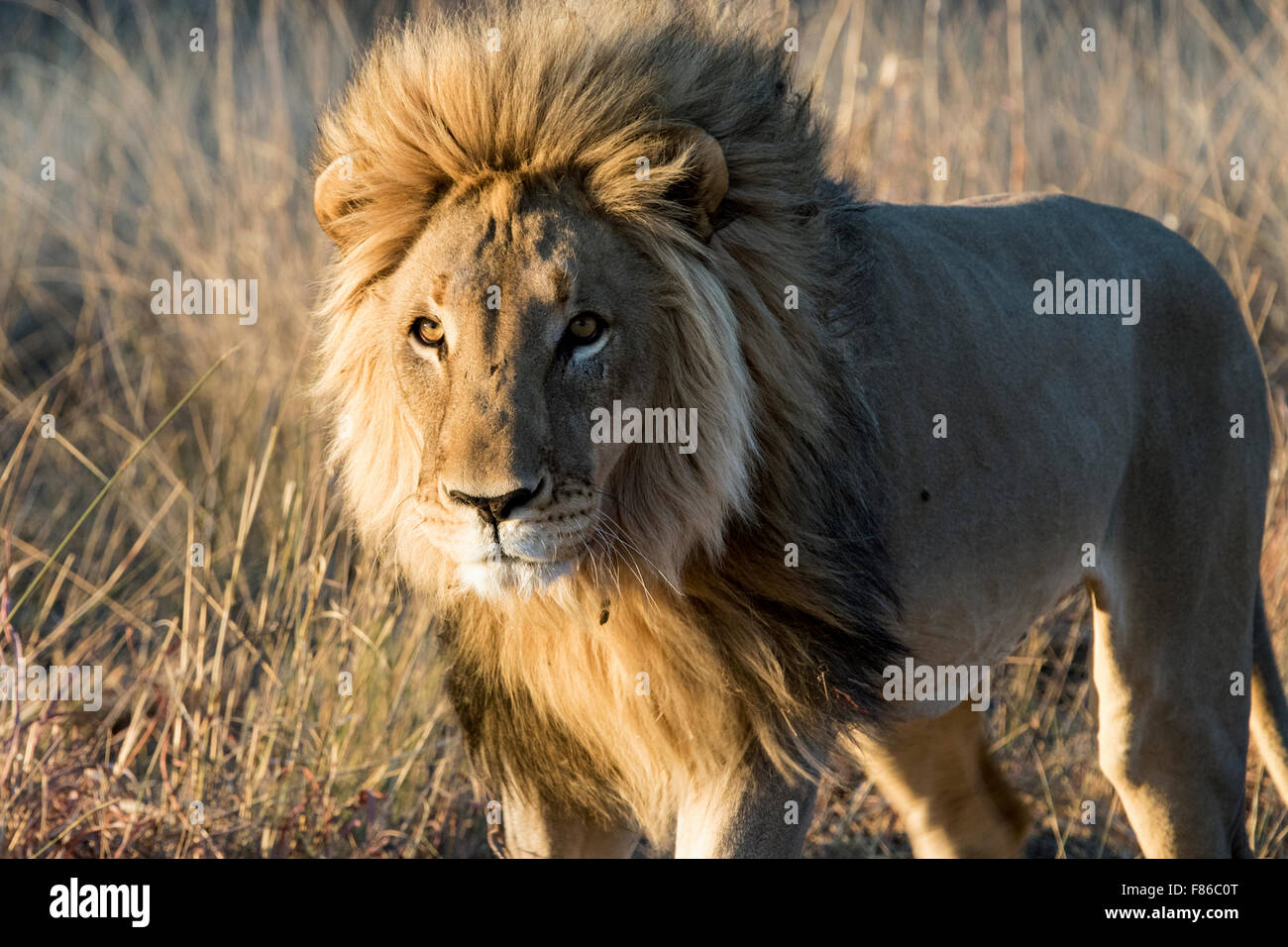 Männliche Löwen (Panthera Leo) [Gefangenen] - Africat Sanctuary - Okonjima, Namibia, Afrika Stockfoto